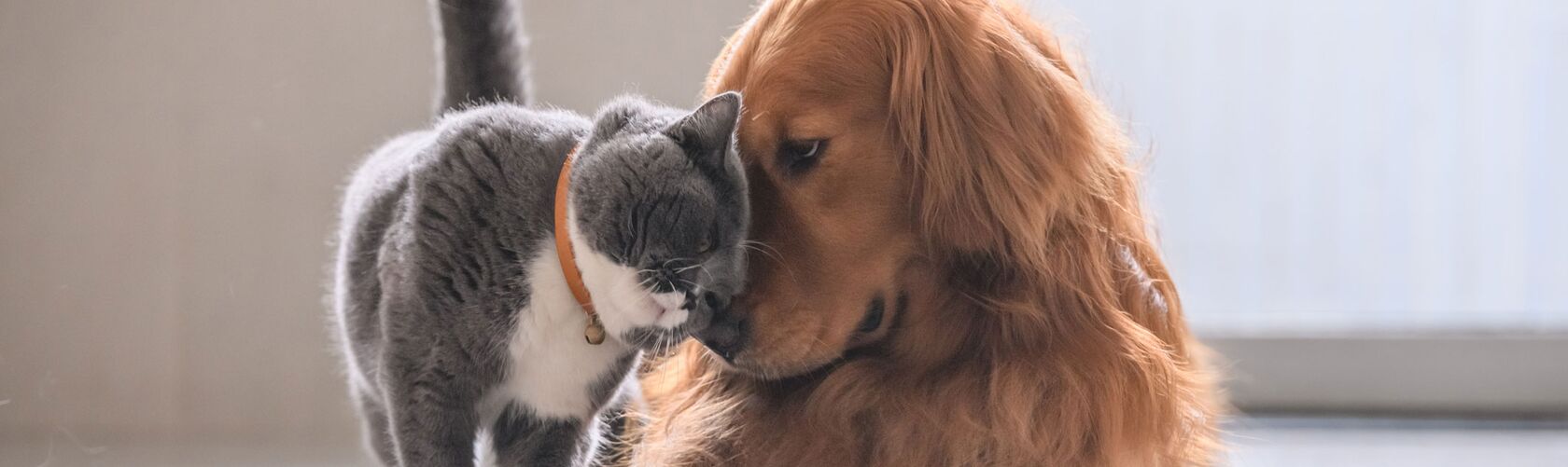 Un chat gris et un golden retriever se frottent affectueusement la tête, illustrant une belle amitié entre animaux de compagnie.